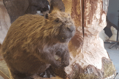 Bäver