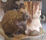 Bäver