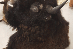 Bison