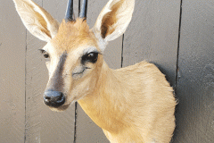 Duiker-1