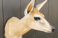 Duiker