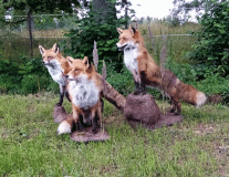 Rävar