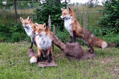 Rävar