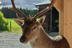 Radjur